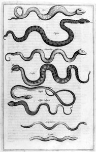 Slangen, 1675 door Athanasius Kircher