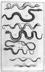 Soorten slangen, uit Arca Noe door Athanasius Kircher
