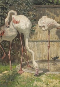 Drie flamingo