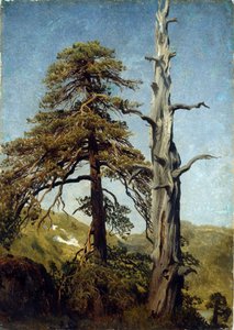 Studie van bomen, Noorwegen