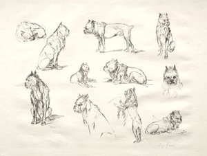 Studie van Honden