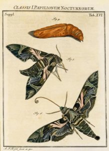 Vlinder Daphnis neri door August Johann Rösel von Rosenhof