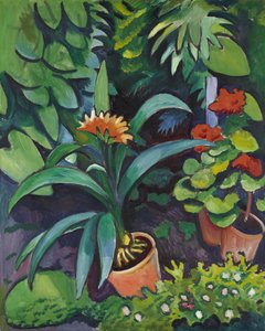 Bloemen in de tuin, Clivia en Pelargonium