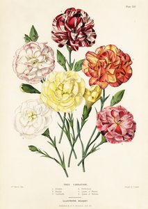 Boomanjer Variëteiten, Dianthus caryophyllus: Ariadne 1, Beauty 2, Garibaldi 3, Perfection 4, Queen of Whites 5, Queen of Yellows 6 door Augusta Innes (after) Withers