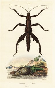 Doornige duivel wandelstok en Australische fazant schelp door Auguste Dumenil