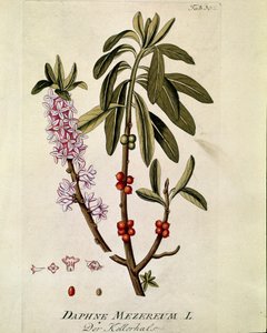 Botanisch: 