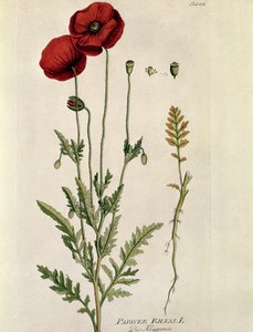 Botanisch: 