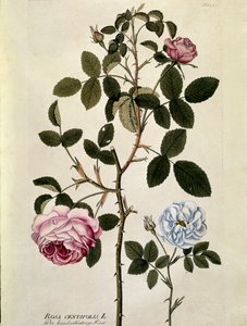 Botanisch: Roos met honderd bladeren (Rosa centifolia) Plaat getekend uit 