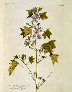 Botanisch: 