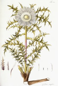 Carlina Simplex door Austrian School