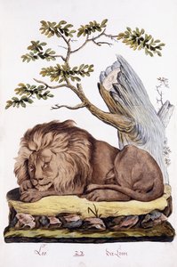 Leeuw, 1794 door Austrian School