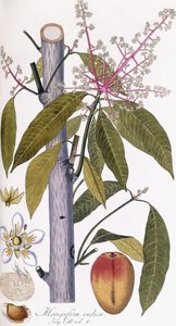 Mangifera indica door Austrian School