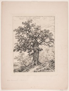 De eik van Niels Ebbesen. Gyllingnæs bos door Axel Schovelin