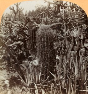 Cactustuin, Cragin Place, Lake Worth, Florida, ca. 1900