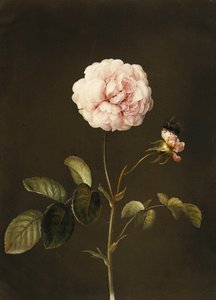 Een Gallica-roos met een hommel