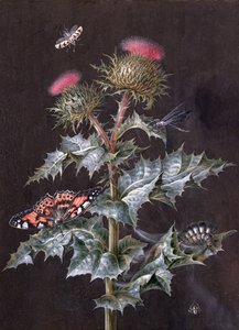 Een Studie van een Distel met Insecten