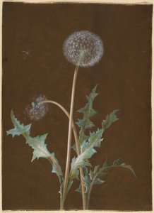 Paardenbloem