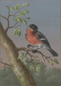 Goudvink