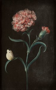 Set van vier stillevens met vlinders