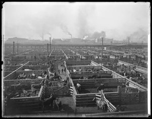 Veekooien bij Union Stock Yards, Chicago, Illinois, VS, ca. 1900 door Barnes and Crosby