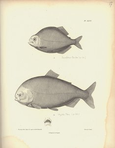 Characidae, Pl. XLVII, staal gegraveerd door Coutant naar een gravure van Nicola Huet, illustratie uit 