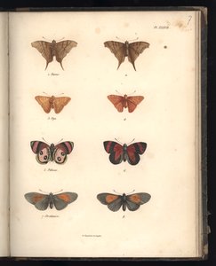 Lepidoptera, Pl. XXXVII, illustratie uit 
