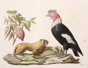 Leeuw, aap en condor, inheems in Chili of Ecuador, uit 