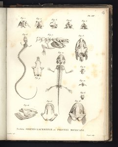Sceleta Strenis Lacertinae et Protei Mexicani, plaat XIV, Osteologie van de sirenomelia en axolotl door Baron Friedrich Alexander von Humboldt