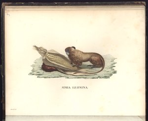 Simia leonina, Pl.V, illustratie uit Beobachtungen aus der Zoologie und Vergleichenden Anatomie door Baron Friedrich Alexander von Humboldt