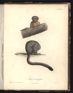 Simia trivirgata, Pl.XXVIII, staal gegraveerd door Louis Bouquet na een gravure van Nicola Huet, illustratie uit 