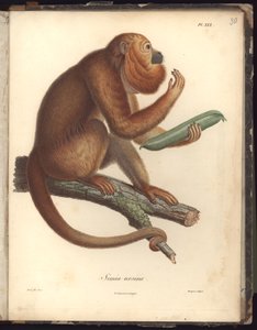 Simia ursina, Pl.XXX, illustratie uit Recueil d