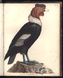 De mannelijke condor (Vultur gryphus, LIN.), Pl.VIII, illustratie uit 