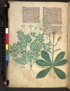 Egerton 747 f.101v Tractatus de Herbis, c.1280-1310 door Bartholomaei Mini de Senis