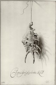 Dutch: Studie van schelp 