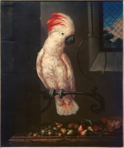 Witte papegaai