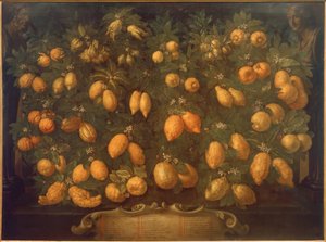 Citrusvruchten