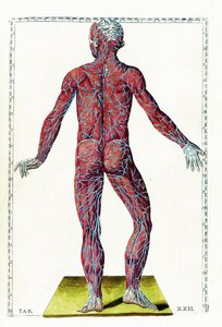 Tabulae anatomicae