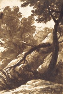 Boslandschap door Bartolomeo Torregiani