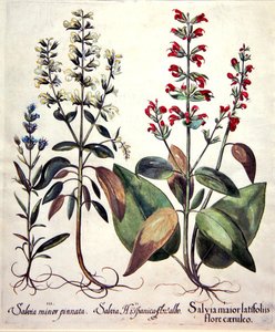 Soorten Salvia (handgekleurde gravure) door Basilius (after) Besler