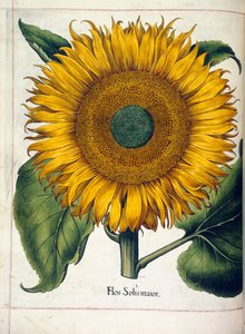 Een zonnebloem (flos slois major), uit 