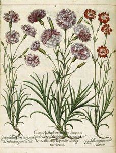 Caryophyllus, uit 