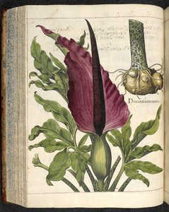Dracontium Maius, illustratie uit 