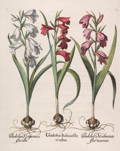 Gladiolus italicus flore rubro, 1613 door Basilius Besler