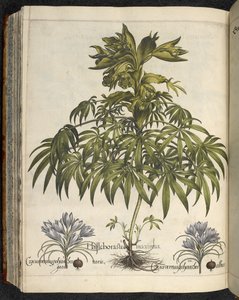 Helleborus (illustratie uit 