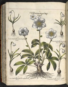 Helleborus niger, Illustratie uit 