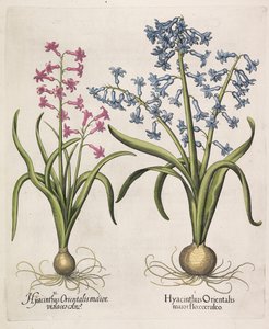 Hyacinthus orientalis, 1613 door Basilius Besler
