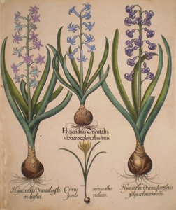 Hyacinthus orientalis floreduplici-Hyacinthus orientalis violaceo albislienis-Crocus vernus albus fundo violaceo-Hyacinthus orientalis reflexis folys colore violaceo door Basilius Besler