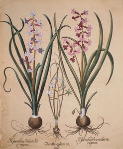 Hyacinthus orientalis mixtus-Ornithogalum minus-Hyacinthus orientalis veriegatus door Basilius Besler