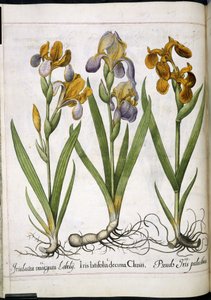 Iris, uit 