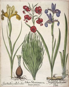 Iris, uit 